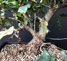 Lade das Bild in den Galerie-Viewer, Stileiche / Quercus robur-Rohmaterial-Yamadori-Bonsai Gilde
