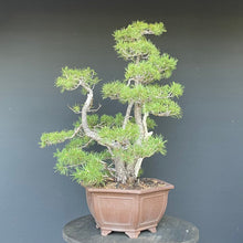 Lade das Bild in den Galerie-Viewer, Waldkiefer / Pinus Sylvestris-Bonsai-Bonsai Gilde

