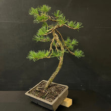 Lade das Bild in den Galerie-Viewer, Waldkiefer / Pinus Sylvestris-Bonsai-Bonsai Gilde

