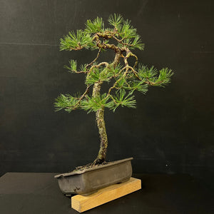 Waldkiefer / Pinus Sylvestris-Bonsai-Bonsai Gilde
