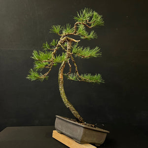 Waldkiefer / Pinus Sylvestris-Bonsai-Bonsai Gilde
