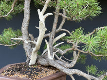 Lade das Bild in den Galerie-Viewer, Waldkiefer / Pinus Sylvestris-Bonsai-Bonsai Gilde
