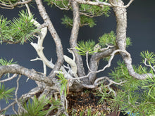 Lade das Bild in den Galerie-Viewer, Waldkiefer / Pinus Sylvestris-Bonsai-Bonsai Gilde
