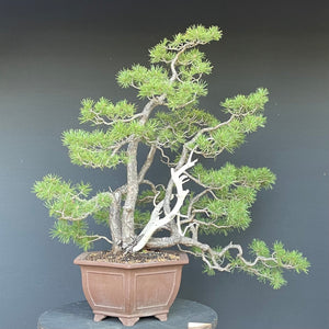 Waldkiefer / Pinus Sylvestris-Bonsai-Bonsai Gilde