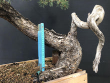 Lade das Bild in den Galerie-Viewer, Waldkiefer / Pinus sylvestris-Rohmaterial-Yamadori-Bonsai Gilde
