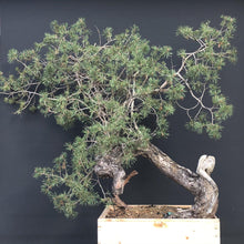 Lade das Bild in den Galerie-Viewer, Waldkiefer / Pinus sylvestris-Rohmaterial-Yamadori-Bonsai Gilde
