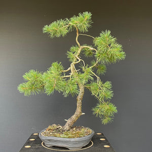 Waldkiefer / Pinus Sylvestris-Rohmaterial-Yamadori-Bonsai Gilde