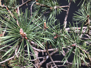 Waldkiefer / Pinus sylvestris-Rohmaterial-Yamadori-Bonsai Gilde