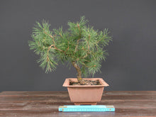 Lade das Bild in den Galerie-Viewer, Waldkiefer / Pinus Sylvestris-Rohmaterial-Yamadori-Bonsai Gilde
