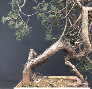Waldkiefer / Pinus sylvestris-Rohmaterial-Yamadori-Bonsai Gilde