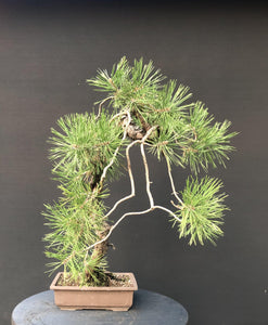 Waldkiefer / Pinus Sylvestris-Rohmaterial-Yamadori-Bonsai Gilde