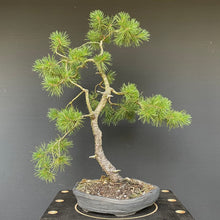 Lade das Bild in den Galerie-Viewer, Waldkiefer / Pinus Sylvestris-Rohmaterial-Yamadori-Bonsai Gilde
