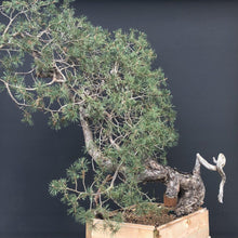 Lade das Bild in den Galerie-Viewer, Waldkiefer / Pinus sylvestris-Rohmaterial-Yamadori-Bonsai Gilde
