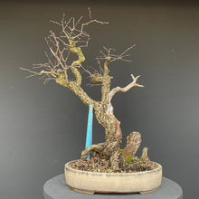 Lade das Bild in den Galerie-Viewer, Weissdorn / Crataegus-Bonsai-Bonsai Gilde
