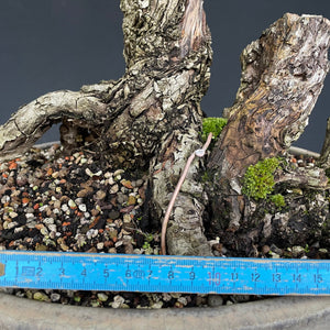 Weissdorn / Crataegus-Bonsai-Bonsai Gilde