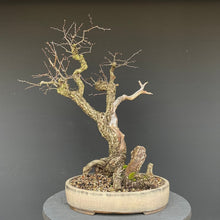 Lade das Bild in den Galerie-Viewer, Weissdorn / Crataegus-Bonsai-Bonsai Gilde
