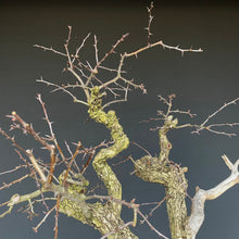 Lade das Bild in den Galerie-Viewer, Weissdorn / Crataegus-Bonsai-Bonsai Gilde

