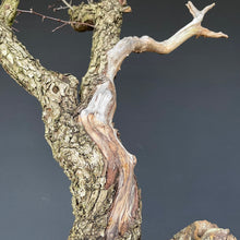 Lade das Bild in den Galerie-Viewer, Weissdorn / Crataegus-Bonsai-Bonsai Gilde
