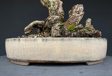 Lade das Bild in den Galerie-Viewer, Weissdorn / Crataegus-Bonsai-Bonsai Gilde
