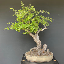 Lade das Bild in den Galerie-Viewer, Weissdorn / Crataegus-Bonsai-Bonsai Gilde
