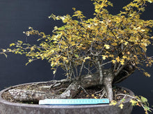Lade das Bild in den Galerie-Viewer, Weissdorn / Crataegus-Rohmaterial-Yamadori-Bonsai Gilde
