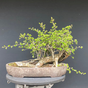 Weissdorn / Crataegus-Rohmaterial-Yamadori-Bonsai Gilde