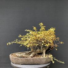 Lade das Bild in den Galerie-Viewer, Weissdorn / Crataegus-Rohmaterial-Yamadori-Bonsai Gilde
