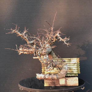 Weissdorn / Crataegus-Rohmaterial-Yamadori-Bonsai Gilde