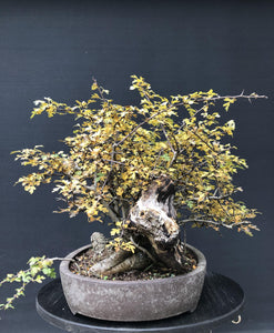Weissdorn / Crataegus-Rohmaterial-Yamadori-Bonsai Gilde
