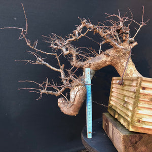 Weissdorn / Crataegus-Rohmaterial-Yamadori-Bonsai Gilde