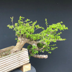 Weissdorn / Crataegus-Rohmaterial-Yamadori-Bonsai Gilde