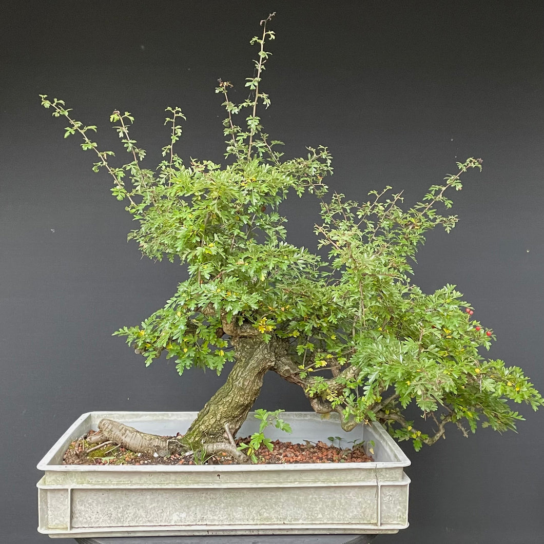 Weissdorn / Crataegus-Rohmaterial-Yamadori-Bonsai Gilde