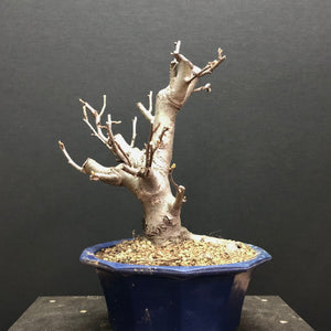 Zierapfel / Malus sieboldii-Rohmaterial-Yamadori-Bonsai Gilde