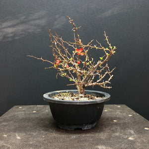 Zierquitte / Chojubai / Chaenomeles japonica-Rohmaterial-Yamadori-Bonsai Gilde