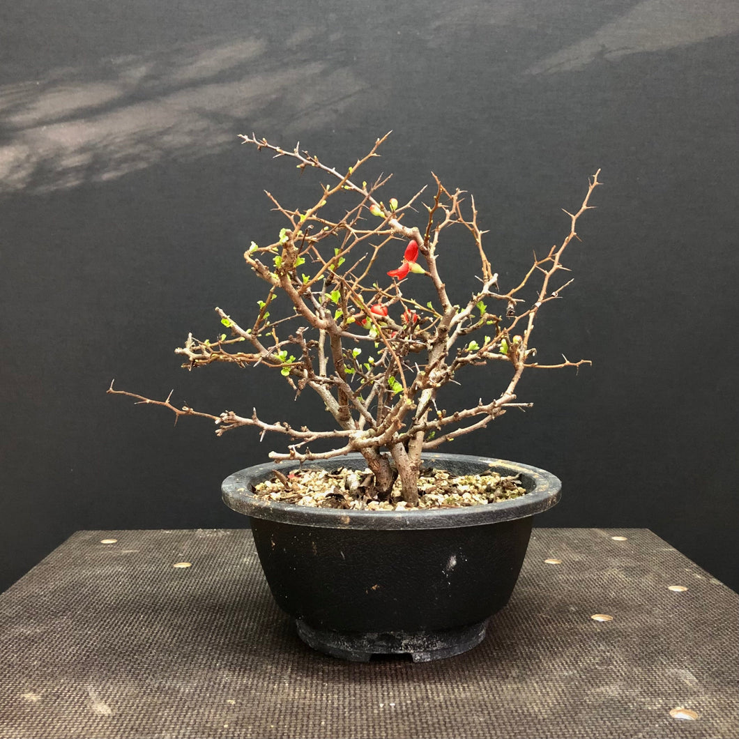 Zierquitte / Chojubai / Chaenomeles japonica-Rohmaterial-Yamadori-Bonsai Gilde